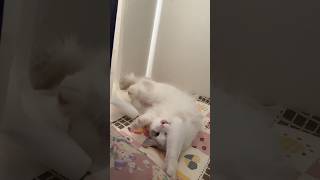 『るなちゃんねる』可愛すぎるラグドールのルナちゃんがカーテンで遊んでるだけの動画　#cat #ragdoll #cute #ラグドール #catlover #kitten #cutecat