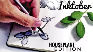 INKTOBER - Hoya Bilobata | Houseplant Edition (Voiceover)