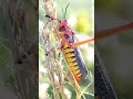 grasshoppers spectacular close ups in 4k