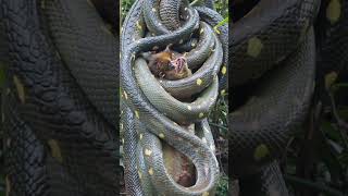 Giant python eating Monkey#shorts#anaconda#snake#ai#edit#monkey#python#animals#viral#snakevideo