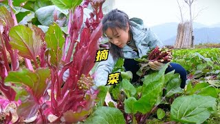 红菜苔被人疯狂偷摘后，姑娘这次下狠手了，摘的所剩无几！好脆嫩