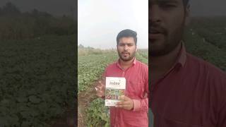 controlling powdery mildew on muskmelon plot use mucobutanil 10%wp..