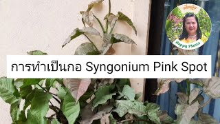 ออมชมพูด่าง การทำเป็นกอ Syngonium Pink Spot @YingHappyPlants จุดเด่นที่ใบด่างสีชมพูมีแต้มชมพู