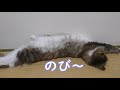 寝ている猫がピクピク