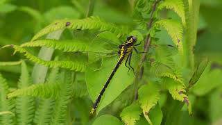 アマミサナエ　Amami Dragonfly　奄美大島