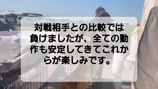 2023/3/11 ゴールデンレトリバーひなたちゃんのドッグショーチャレンジ JKC 福井全犬種クラブ展