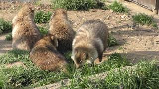 ホンドタヌキ (東武動物公園) 2018年3月31日