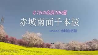 赤城南面千本桜2018