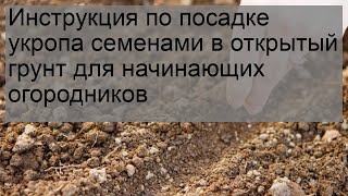 Инструкция по посадке укропа семенами в открытый грунт для начинающих огородников