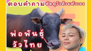 EP.68 หัดดูวัวด้วยตัวเอง มีกี่วิธี เราดูแบบไหนอย่างไร พ่อพันธุ์วัวไทย #วัวไทย#เลี้ยงวัว#มือใหม่