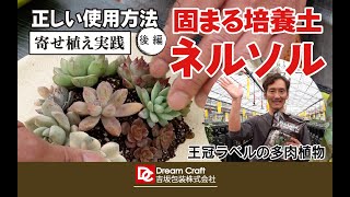 【多肉植物固まる土】ネルソル開発者が解説！基本的な寄せ植え方法 －後編－ 王冠ラベルの多肉植物　吉坂包装株式会社　NELSOL