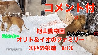 旭山動物園ライオンファミリー　オリトとイオ夫婦と３匹の娘達　コメント付Baby lion,her face is completely white in the snow　Vol3　20221213