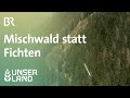 Bergwaldoffensive: Mischwald statt Fichten | Unser Land | BR Fernsehen