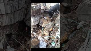 Bandit vs Rat !! #squirrelhunting #rating #rats #doghunt #rathunting #doghunter #huntingdog#ratings