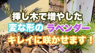 【挿し木で増やした後】変な形のラベンダーを仕立て直して、きれいに咲かせる！