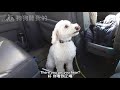 狗狗聽我的 如何避免培養狗狗乘車焦慮 how to avoid creating dog car anxiety