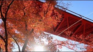 4K動画　 GoPro9だけで撮ってみた泉自然公園の紅葉