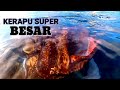 SPEARFISHING GIANT GROUPER FISH MEMANAH IKAN KERAPU BESAR