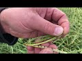 kelly boles cca assessing canola harvest readiness near three hills alberta