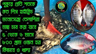 পুকুরে প্রতি শতকে কত পিস হাইব্রিড তেলাপিয়া মাছ চাষ করা যাবে ৫ থেকে ৬ মাসে ৮০০ গ্রাম ওজন হয় কিভাবে।