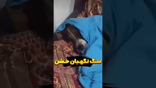 چقد این سگ نگهبان خطرناکه ❗