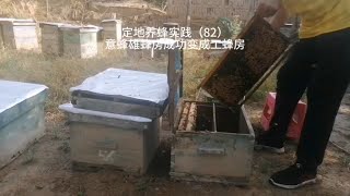 定地养蜂实践（82）意蜂雄蜂房成功变成工蜂房