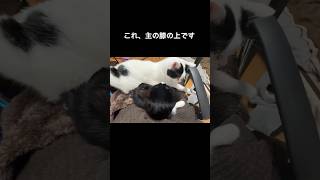 主の膝の上を取り合う猫たち #猫 #保護猫 #ハチワレ