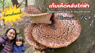 V161.เก็บเห็ดหลังไก่ฟ้าป่าอเมริกา ดอกอ่อนๆงามๆกับฝรั่งน้อย| Pheasant’s back mushroom foraged.