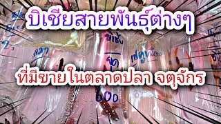 บิเชียสายพันธุ์ต่างๆ ที่มีขายในตลาดปลาสวยงาม #NCO544