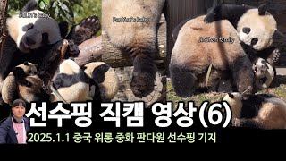 선수핑 방문 직캠 2025년 1월 1일(6) | 비공개중인 푸바오, 그와중에 꼬순내 나는 아기판다 가족들 SuLin, PanYue, JinShan family