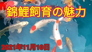 銀鱗ゴールド、プラチナ合流#️⃣錦鯉#️⃣鈴木金魚錦鯉店#️⃣山古志錦鯉