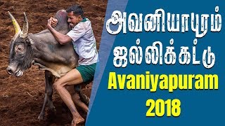 Avanniya puram Jallikattu 2018 | அவனியாபுரம் ஜல்லிக்கட்டு சீறிப்பாய்ந்த காளைகள்  - IBC Tamil