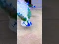 peacock dance 🦚 shorts viral peacock shortsvideo peaceful peacefulmusic shortvideos