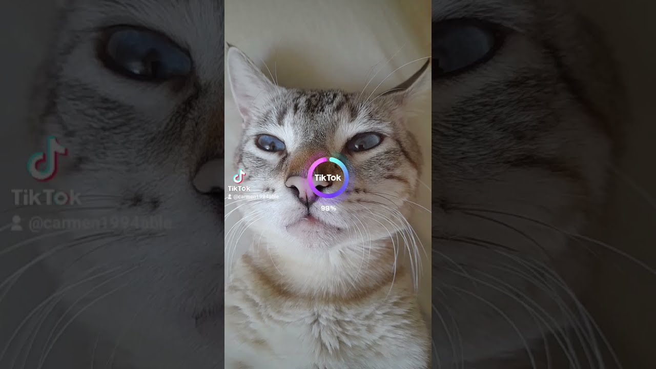 Miau Miau Song 🎶😸 #Tiktok, #Gatos, #Cats, #Tiktokcats, #Gatosdetiktok ...