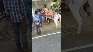 🎊🥰 VSM DANCING HORSES AVANAM 🥳✨️ ALL FUNTIONS AVAILABLE 💥💫 FOR BOOKING : 8940060211, 8220500694