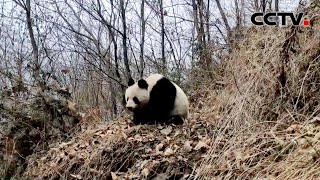 四川：村民巡山偶遇大熊猫觅食活动 |《今日环球》CCTV中文国际