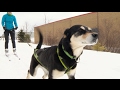 Download Winter sport 'skijoring' combines dogs and skiing In Mp4 3Gp Full HD Video