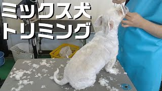 【トリミング】５倍速でわかる！ミックス犬のトリミング【２７５時間目】　|　(5Xspeed)Trimming for Mongrel dog