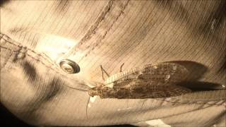 The Eastern Dobsonfly