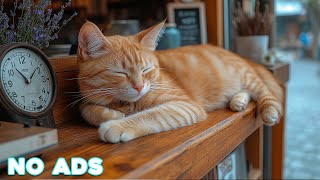 12 Hours Of Anti Anxiety Music For Cats 🐈 Stress Relief Music For Cats ♬ Calming Music For Cats