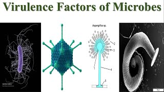 Virulence Factors of Microbes | Explained Virulence Factors of Bacteria, Viruses, Fungi \u0026 Parasites