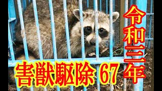 2021.6.2  害獣駆除　アライグマ#67