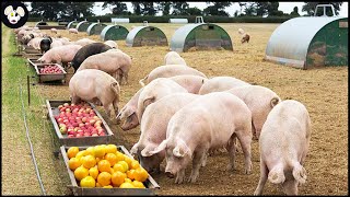 How American Farmers Raise Organic Pigs - Pig Farms Only Eat Bananas
