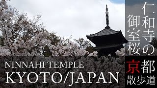 京都観光 仁和寺の御室桜(Cherry blossoms of Ninnaji temple in Kyoto,Japan) / 京都散歩道