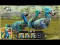 DODO X3 MAX LEVEL 40. DODO FEEDING & BATTLE | Jurassic World The Game