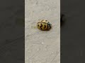 #shorts #trending #ladybug #bug #insects