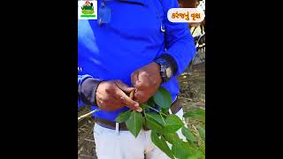 કરંજનું વૃક્ષ વિશે વિસ્તૃત માહિતી મેળવી || karanj Tree Plant|#tree #agriculture#kishan#shortvideo