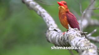 リュウキュウアカショウビンのさえずり Ruddy Kingfisher