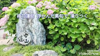 梅花藻   ﾊﾞｲｶﾓ     旧中山道の醒井宿の地蔵川に咲く水中花です。「浮かぶ駄句、ためらいもなく、UPする」