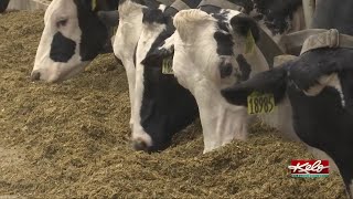 Local dairy farm becomes more sustainable with methane digesters